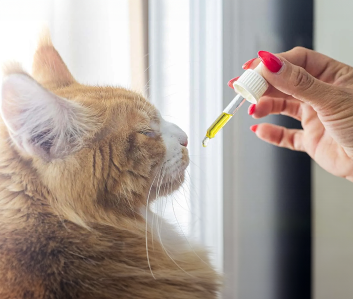 The Benefits of Regular CBD for Cats: A Natural Boost to Their Well-Being